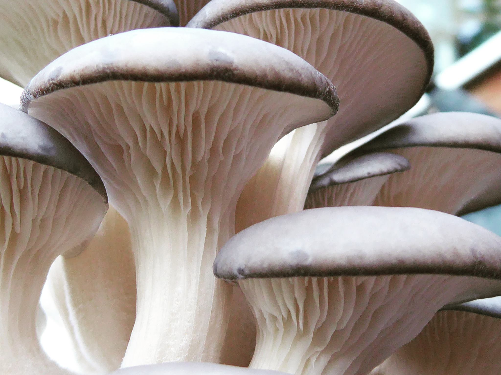 mycelium.png